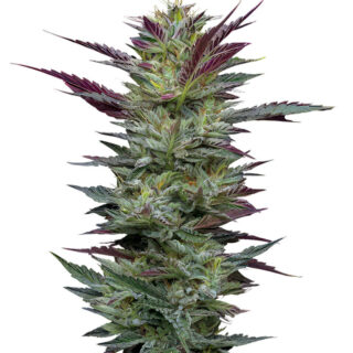 Сорт Notorious THC fem (Humboldt Seed Company) Сорт Notorious THC fem (Humboldt Seed Company)
