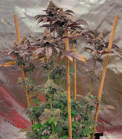 Сорт Nutter Budder fem (Humboldt Seed Company) Сорт Nutter Budder fem (Humboldt Seed Company) — изображение 3