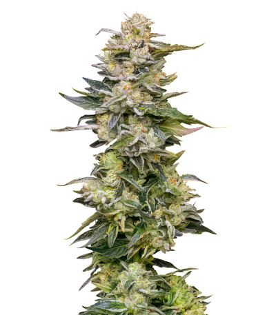 Сорт Nutter Budder fem (Humboldt Seed Company) Сорт Nutter Budder fem (Humboldt Seed Company)