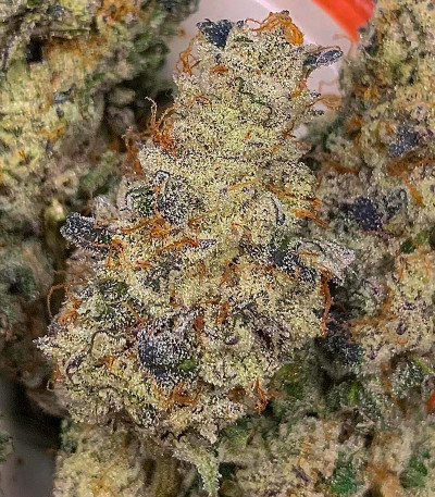 Сорт Nutter Budder fem (Humboldt Seed Company) Сорт Nutter Budder fem (Humboldt Seed Company) — изображение 4