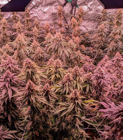 Сорт Orange Creampop fem (Humboldt Seed Company) Сорт Orange Creampop fem (Humboldt Seed Company) — изображение 4