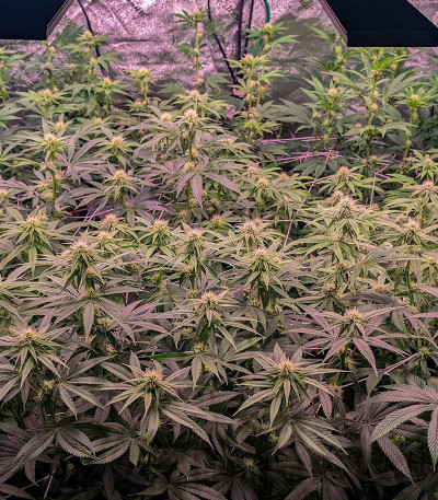 Сорт Orange Creampop fem (Humboldt Seed Company) Сорт Orange Creampop fem (Humboldt Seed Company) — изображение 6