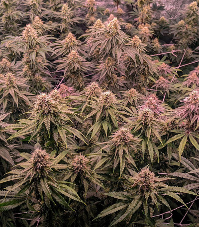 Сорт Orange Creampop fem (Humboldt Seed Company) Сорт Orange Creampop fem (Humboldt Seed Company) — изображение 5