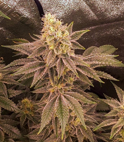 Сорт Orange Creampop fem (Humboldt Seed Company) Сорт Orange Creampop fem (Humboldt Seed Company) — изображение 3