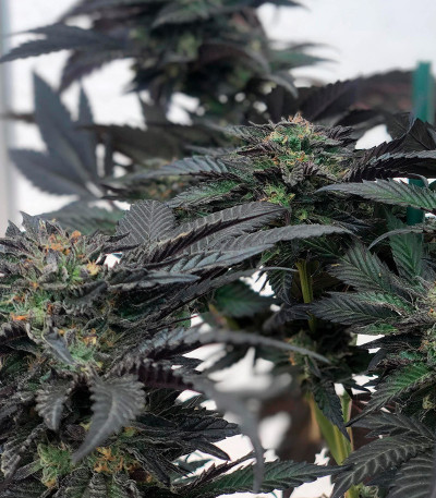 Сорт Vanilla Frosting fem (Humboldt Seed Company) Сорт Vanilla Frosting fem (Humboldt Seed Company) — изображение 5