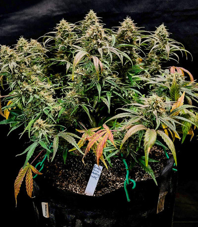 Сорт Wedding Cake Autoflower fem (Easy Grow Seeds) Сорт Wedding Cake Autoflower fem (Easy Grow Seeds) — изображение 3