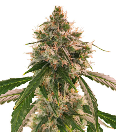 Сорт Wedding Cake Autoflower fem (Easy Grow Seeds) Сорт Wedding Cake Autoflower fem (Easy Grow Seeds)