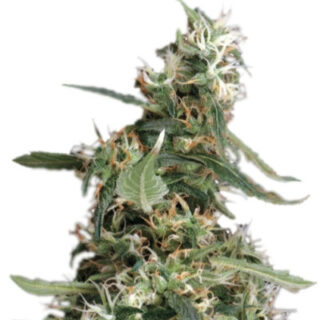Сорт Arjan's Ultra Haze #1 fem (GHS)