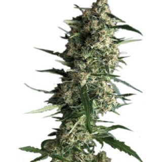 Сорт Auto Galaxy fem (Pyramid Seeds) Сорт Auto Galaxy fem (Pyramid Seeds)
