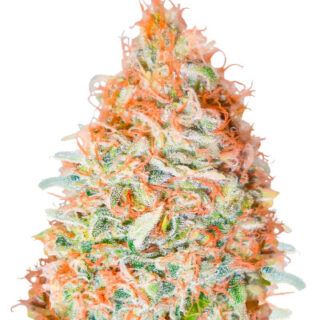Сорт Banana Cookies fem (Advanced Seeds)