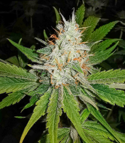 Сорт Bubba Slush fem (GHS) Сорт Bubba Slush fem (GHS) — изображение 3