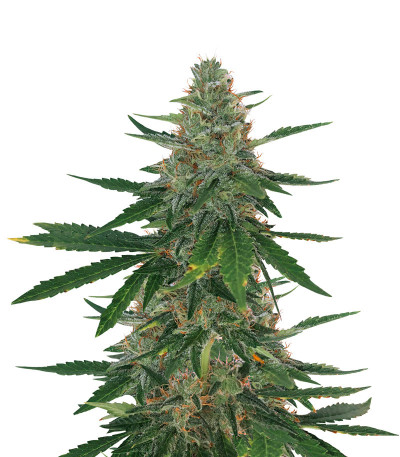 Сорт Bubba Slush fem (GHS) Сорт Bubba Slush fem (GHS)