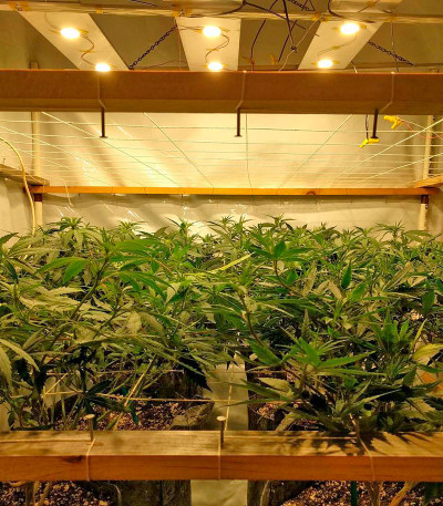 Сорт Bubblelicious fem (Nirvana Seeds) Сорт Bubblelicious fem (Nirvana Seeds) — изображение 5