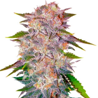 Сорт Caramelo fem (Delicious Seeds) Сорт Caramelo fem (Delicious Seeds)