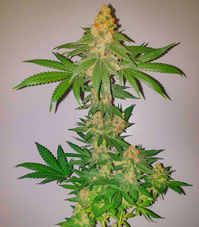 Сорт Critical XXL fem (Herbies Seeds) Сорт Critical XXL fem (Herbies Seeds) — изображение 4