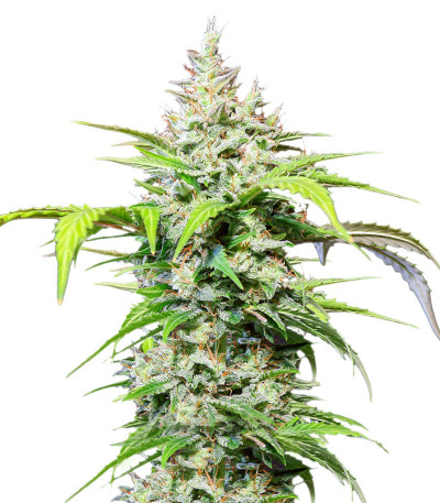 Сорт DC Cure 1:1 Auto CBD fem (Doctor's Choice) Сорт DC Cure 1:1 Auto CBD fem (Doctor's Choice)