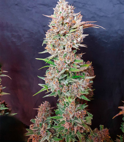 Сорт Godzilla Cookies Auto fem (Herbies Seeds) Сорт Godzilla Cookies Auto fem (Herbies Seeds) — изображение 4