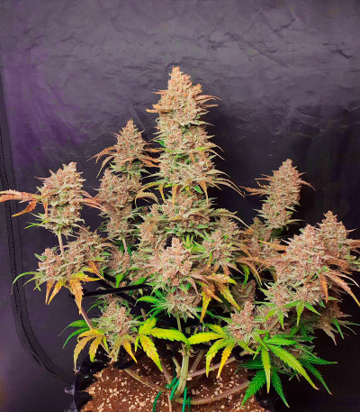 Сорт Godzilla Cookies Auto fem (Herbies Seeds) Сорт Godzilla Cookies Auto fem (Herbies Seeds) — изображение 3