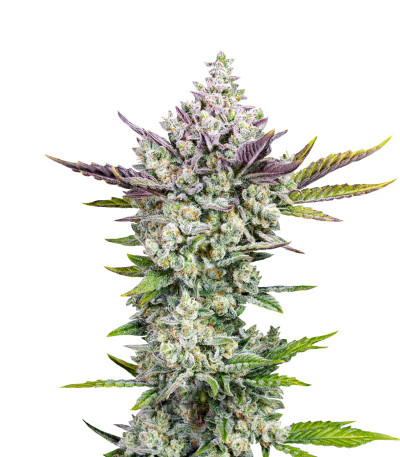 Сорт Gorilla Cookies Auto fem (FastBuds) Сорт Gorilla Cookies Auto fem (FastBuds)