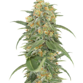 Сорт Green Crack 2.0 fem (Humboldt Seed Organization) Сорт Green Crack 2.0 fem (Humboldt Seed Organization)