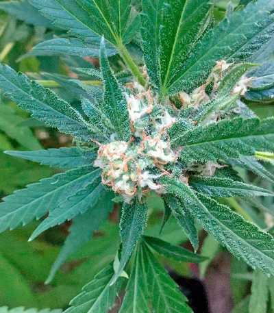 Сорт Green Crack 2.0 fem (Humboldt Seed Organization) Сорт Green Crack 2.0 fem (Humboldt Seed Organization) — изображение 4
