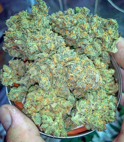 Сорт Green Crack 2.0 fem (Humboldt Seed Organization) Сорт Green Crack 2.0 fem (Humboldt Seed Organization) — изображение 5