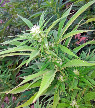 Сорт Green Crack 2.0 fem (Humboldt Seed Organization) Сорт Green Crack 2.0 fem (Humboldt Seed Organization) — изображение 6