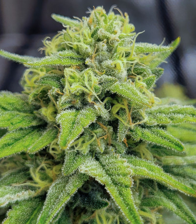 Сорт Jet Puft fem (Compound Genetics) Сорт Jet Puft fem (Compound Genetics) — изображение 4