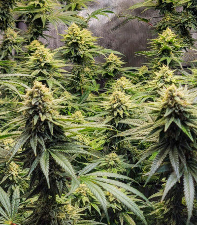 Сорт Jet Puft fem (Compound Genetics) Сорт Jet Puft fem (Compound Genetics) — изображение 5