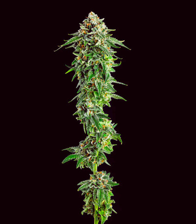 Сорт Jet Puft fem (Compound Genetics) Сорт Jet Puft fem (Compound Genetics) — изображение 2