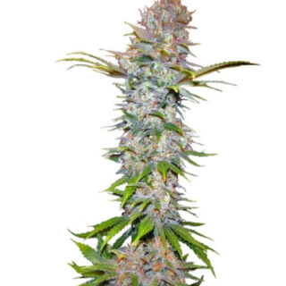 Сорт Jock Horror fem (Nirvana Seeds) Сорт Jock Horror fem (Nirvana Seeds)