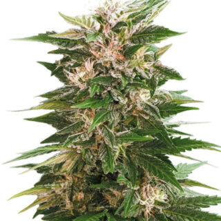 Сорт Kaya 47 fem (Advanced Seeds)
