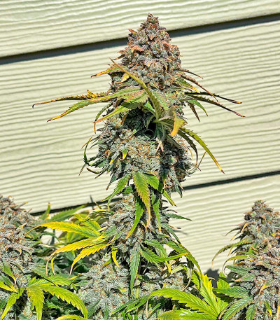 Сорт Orange President Auto fem (FastBuds) Сорт Orange President Auto fem (FastBuds) — изображение 4