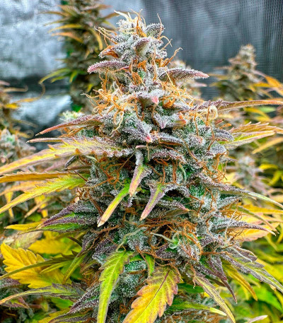 Сорт Orange President Auto fem (FastBuds) Сорт Orange President Auto fem (FastBuds) — изображение 5