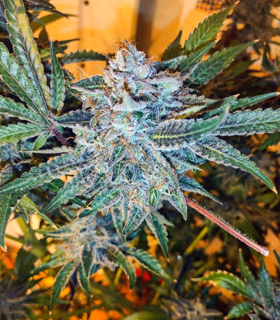 Сорт Sherbet Cuvee Cookies fem (Cali Buds Seeds) Сорт Sherbet Cuvee Cookies fem (Cali Buds Seeds) — изображение 3