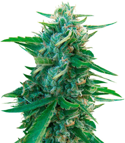 Сорт Sugar Black Rose Early Version fem (Delicious Seeds) Сорт Sugar Black Rose Early Version fem (Delicious Seeds)