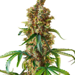 Сорт San Bacio Burger fem (Advanced Seeds)
