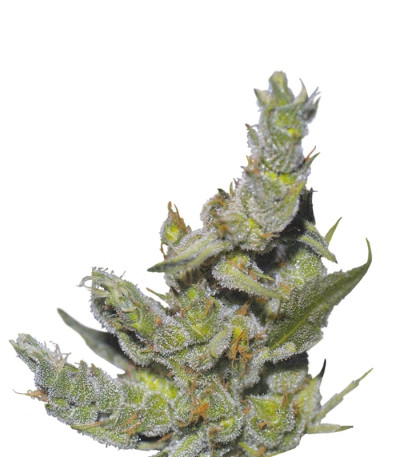 Сорт Sterling Haze fem (Nirvana Seeds) Сорт Sterling Haze fem (Nirvana Seeds)