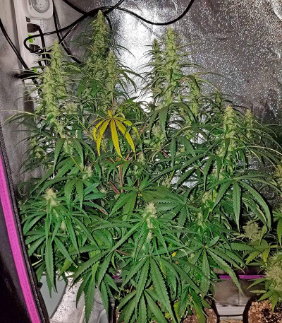Сорт Sterling Haze fem (Nirvana Seeds) Сорт Sterling Haze fem (Nirvana Seeds) — изображение 3