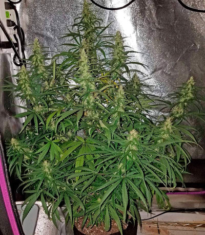 Сорт Sterling Haze fem (Nirvana Seeds) Сорт Sterling Haze fem (Nirvana Seeds) — изображение 4