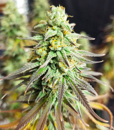 Сорт Sugar Black Rose Early Version fem (Delicious Seeds) Сорт Sugar Black Rose Early Version fem (Delicious Seeds) — изображение 3