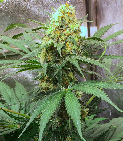 Сорт Sugar Black Rose Early Version fem (Delicious Seeds) Сорт Sugar Black Rose Early Version fem (Delicious Seeds) — изображение 4