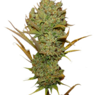 Сорт Super Silver Haze fem (GHS) Сорт Super Silver Haze fem (GHS)