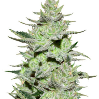 Сорт Unknown Kush (Desconocida Kush) fem (Delicious Seeds) Сорт Unknown Kush (Desconocida Kush) fem (Delicious Seeds)