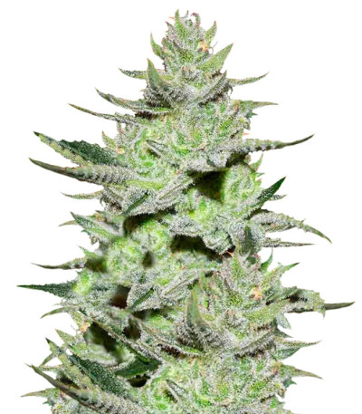 Сорт Unknown Kush (Desconocida Kush) fem (Delicious Seeds) Сорт Unknown Kush (Desconocida Kush) fem (Delicious Seeds)