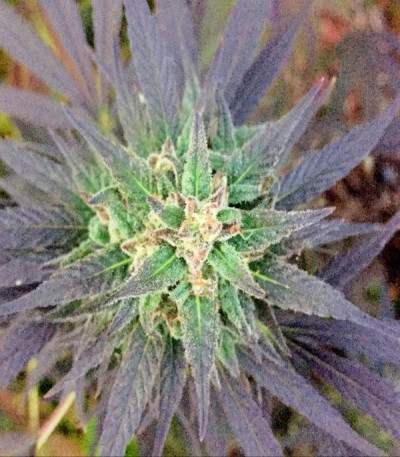 Сорт Unknown Kush (Desconocida Kush) fem (Delicious Seeds) Сорт Unknown Kush (Desconocida Kush) fem (Delicious Seeds) — изображение 3