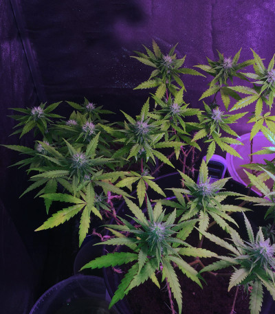 Сорт Unknown Kush (Desconocida Kush) fem (Delicious Seeds) Сорт Unknown Kush (Desconocida Kush) fem (Delicious Seeds) — изображение 4