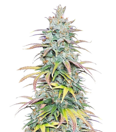 Сорт Dessert Mix fem (Herbies Seeds) Сорт Dessert Mix fem (Herbies Seeds) — изображение 5