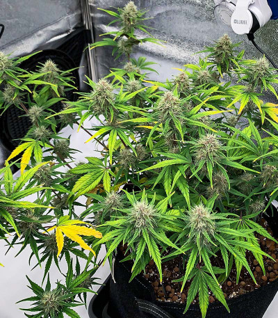 Сорт Banana Purple Punch Auto fem (FastBuds) Сорт Banana Purple Punch Auto fem (FastBuds) — изображение 6