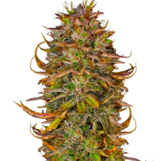 Сорт Blueberry OG fem (AlphaFem Seeds)